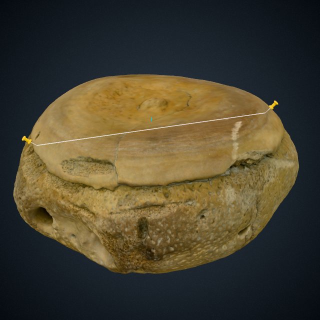 Vertèbre de cétacé